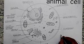 how to draw animal cell I how to draw animal cell class 9 I how to draw animal cell easily