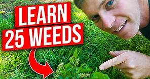 Identify 25 Weeds in the Lawn