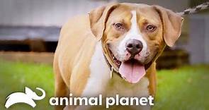 The Pit Bull that Changed a Retired Arena Football Manager's Life Forever | Pit Bulls and Parolees
