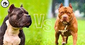 Pit Bull vs. American Bully: What's the difference?