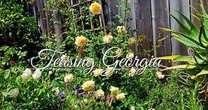 TEASING GEORGIA / DAVID AUSTIN ENGLISH SHRUB ROSE / SPRING FLOWERS