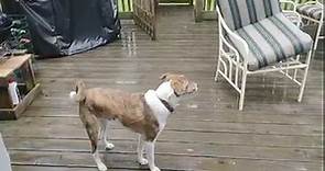 Hi everyone, I am... - Homeward Bound Dog Rescue of New York