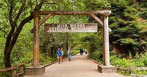 Muir Woods National Monument Tour from San Francisco