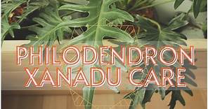Philodendron Xanadu (Thaumatophyllum xanadu) Plant Care Guide