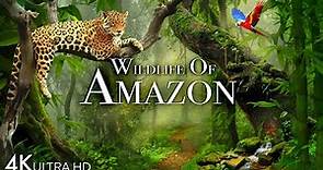 Wildlife of Amazon 4K - Animals That Call The Jungle Home | Amazon ...
