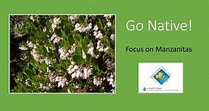 California Native Plants: Focus on Manzanitas