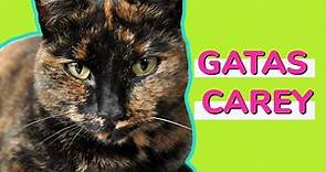 Las hermosas GATAS CAREY 🙀🙀💚 | GATAS TRICOLOR | Mundo de Gatos