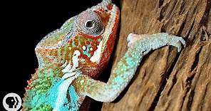 Nature's Mood Rings: How Chameleons Really Change Color | Deep Look