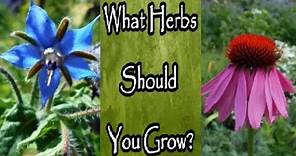 What Herbs Should You Grow for Your Medicinal Herb Garden