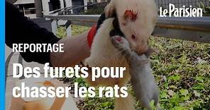 Évry-Courcouronnes chasse les rats avec des furets