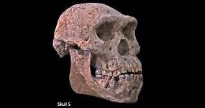 Origins of Genus Homo–Australopiths and Early Homo; Variation of Early Homo; Speciation of Homo