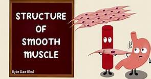 Structure of Smooth Muscle | Types of Smooth Muscle | Muscle Physiology | Myology
