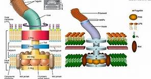 Bacterial flagellum structure