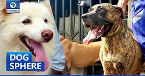 Dog Sphere: All-Round Story Of A Dog Breeding Community