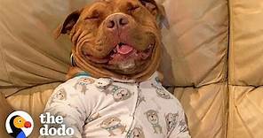 Proof That Pit Bulls Are Big Babies | The Dodo