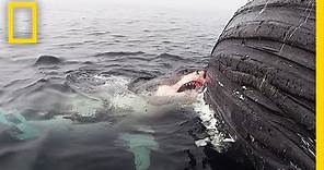 Watch: Great White Shark Feasts on Dead Whale | National Geographic