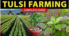 Tulsi Farming Guide | How to Grow Holy Basil Plant from Seeds / Cuttings at Home