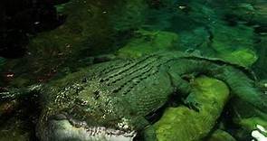 The Crocodilia Crocodylia Крокодил
