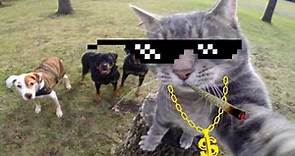 ESTOS GATOS SE SACARON UNA SELFIE || 5 Selfie de gatos