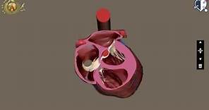 Apparato cardiocircolatorio 02: Cuore - Configurazione interna