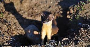 Ferret Family: The Cousins Of The Mustelidae