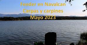 Pesca al feeder en Navalcan, carpas y carpines Mayo 2023