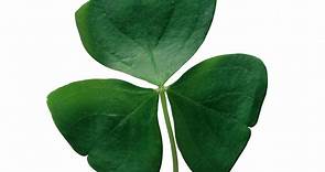 What is a shamrock, why’s it connected to St Patrick’s Day and Ireland and how can you make one?