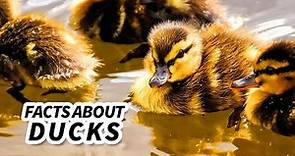 Duck Facts: What is a DUCK?! 🦆 Animal Fact Files