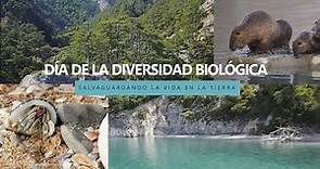 22 de mayo, Día Internacional de la Diversidad Biológica: Salvaguardando la vida en la Tierra