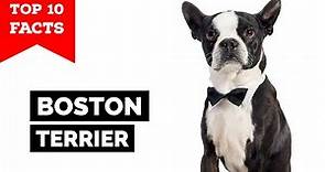 Boston Terrier - Top 10 Facts
