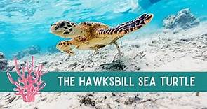 All about the HAWKSBILL Sea Turtle | learn fun facts about this unique species!!
