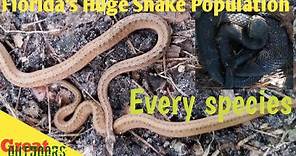 Florida's snake identification guide. Venomous and non venomous record length for each