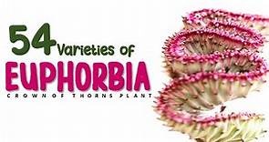 54 VARIETIES OF EUPHORBIA + CARE AND TIPS | HERB STORIES