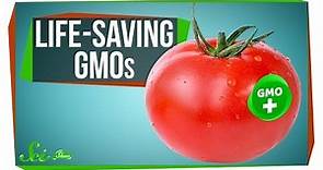 Spicy Tomatoes and 4 Other GMOs That Could Save Lives