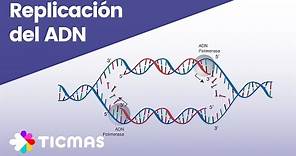 ¿Cómo ocurre el proceso de replicación del ADN?