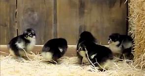 Black Frizzle Cochin Bantam Chicks