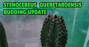 Stenocereus queretaroensis budding update