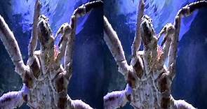 3D video - Relax Aquarium Sea Life Blankenberge - (3D SBS VR Box)