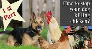 PART 1 What to do when your dog attack or kill the chickens
