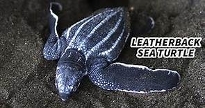 Leatherback Sea Turtle Facts: LARGEST Living TURTLE!