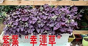 【養養養花花花】 紫葉“幸運草”，四季顏色漂亮，粉色小花不斷開，輕輕鬆松養爆盆