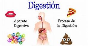 🍎 La Digestión y su Proceso, Aparato Digestivo 💩 [Fácil y Rápido] | BIOLOGÍA |
