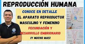 🏅LA REPRODUCCION HUMANA. SISTEMA O APARATO REPRODUCTOR MASCULINO Y FEMENINO . FECUNDACI, EMBRIONARIO