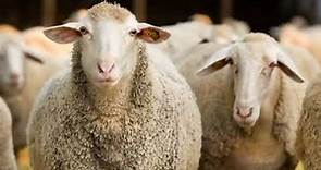 History of the domestic sheep