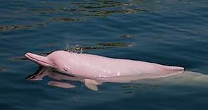Delfín rosado: características, hábitat, alimentación, comportamiento