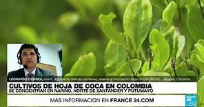 Leonardo Correa: "La coca está aumentando fuertemente en zonas fronterizas de Colombia"