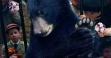 Un oso llamado Winnie - Cine Canal Online