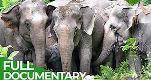 China's Last Elephants | Free Documentary Nature