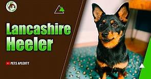 Meet the Amazing Lancashire Heeler - an Unforgettable Dog Breed!