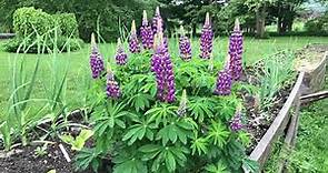 Mid-Summer Planting Lupine